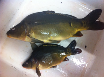 frischer natürlicher Fisch aus Thueringen